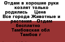 Отдам в хорошие руки козлят.только родились. › Цена ­ 20 - Все города Животные и растения » Отдам бесплатно   . Тамбовская обл.,Тамбов г.